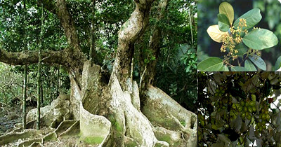 pokok dungun
